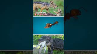 உலகின் மோசமான பெற்றோர்கள் | World's Worst Animal Parents  @Howisitinfo #animal #animals #worst