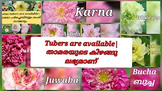 lotus tubers are available | താമരയുടെ കിഴങ്ങ് ലഭ്യമാണ് LOTUS WATER LILLY | TUBERS AVAILABLE