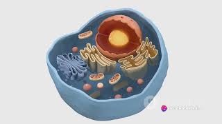 Cytokinesis