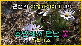 권샘의 야생화 이야기 #9 [주변에서 만난꽃]