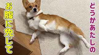 6歳の息子を叱ったときに愛犬がとった行動は...？