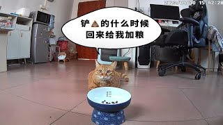 着急上班忘记给小猫咪加粮了，小猫咪表示很生气这残羹剩饭我才不吃