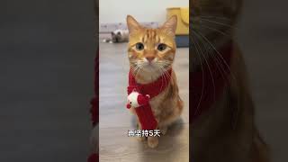 再过五天就是农历新年啦！ 阿福是只橘猫