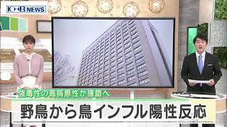 死んだ野鳥から鳥インフル陽性反応　確定検査実施へ　仙台　（20210210OA）