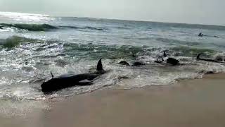 WATCH : Nearly 100 whales stranded off the coast of Panadura