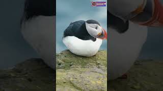 Puffins Parenting 101 | Cutest Fish-Flying and Most Charming Seabirds on Earth | Creative Nature