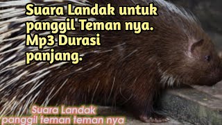 Suara Landak panggil teman teman nya. #suaralandak