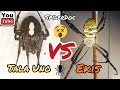 TALA UNO vs EKIS. Duwag ba ang Gagambang Ekis? Loaded Argiope sp. Spider Fight.