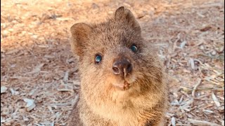 Quokka: The content marsupial