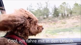 Hundeurlaub Usedom