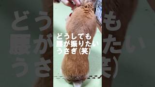 どうしても腰が振りたくてぬいぐるみ奪いに来る笑#うさぎ#マウンティング#腰振り#発情期