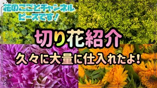 【花屋】新鮮な切花大量入荷しました！少し箸休めに切花紹介です😚#273