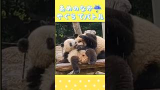 やぐらの上で大盛り上がり🐼🐼🎶双子のガチンコバトル?!2023/5/7再編集🍒#shorts #双子パンダ #シャオシャオ