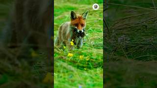 শিয়াল ইঁদুর ধরে মেরে ফেলে🐁🐁#shorts #short #youtube #The fox catches the rat and kills it