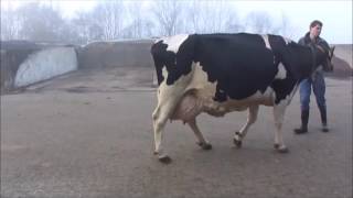 rubriek zwartbont oud Fokcie videokeuring Dronten