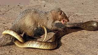 งูจงอาง VS พังพอน ปะทะเดือดคู่กัดอย่าให้ได้เจอใครจะอยู่ใครจะไป | King cobra Vs Mongoose