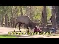 클릭@지구촌 美 공원 방문객 기습 공격한 야생 엘크 kbs뉴스 news