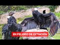 Conocimos el CÓNDOR ANDINO Ave Nacional del Ecuador