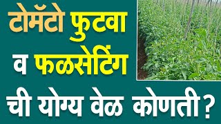 टोमॅटो फुटवा  व फळसेटिंग ची योग्य वेळ कोणती ?।#Doctor_Kisan#टोमॅटो_लागवड#tomato#slurry#फुलगळ#Market।