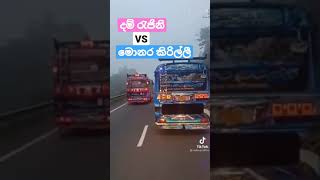 දම් රැජින VS මොණර කිරිල්ලී ....🥰❤️