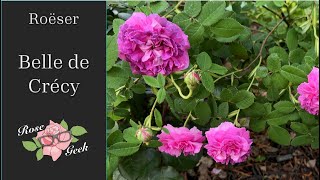 🌹 Belle de Crecy Rose Review / Roeser Gallica Rose / Zone 8a Rose Garden