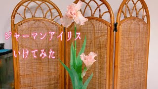 ジャーマンアイリスをいける【庭のお花で生け花】