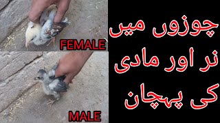 chuzon me nar or madi ki pehchan | how to check chicks gender | By Asad Aseel official | Urdu/Hindi