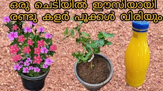 ചൂടുകാലത്ത്  ഈ ചെടി ഉണങ്ങി പോയോ#gardening  ideas for home malayalam #sitout #kerala #trending #