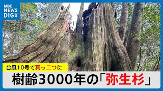 26メートルの巨木「真っ二つに」　樹齢3000年の屋久島「弥生杉」　キャンプ場では建物5棟が被害　台風10号(MBCニューズナウ 2024年9月3日放送)