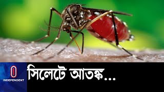 সিলেটে কভিড আতংকের মধ্যেই বেড়েছে মশার উৎপাত || Shylhet