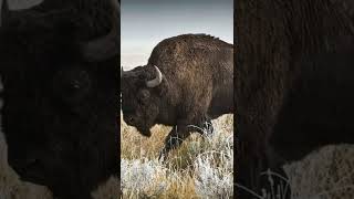 Awesome Bison