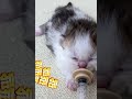 小奶猫干饭的样子，超可爱！ 西瓜视频 002