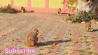 A man feed food and fruits to the Hanuman G | monkey #monkeyfeeding #monkeyvideo #viralvideo
