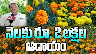 నెలకు రూ. 2 లక్షల ఆదాయం | Nela Talli | hmtv Agri