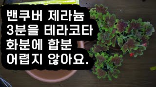 밴쿠버 제라늄 3분을 테라코타 화분에 합분 어렵지 않아요.