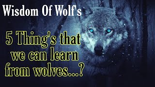Wisdom Of The Wolves - Best Motivational Video By Wisdom Writes