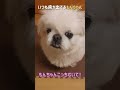 下の歯が無いもんちゃん ペキニーズ 犬 dog short