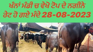 ਖੰਨਾਂ ਮੰਡੀ ਚ ਵੇਖੋ ਟੋਪ ਦੇ ਮੱਝਾਂ ਰੇਟ ਹੋ ਗਏ ਮੰਦੇ @panditdairyfarm7921