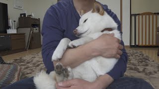 柴犬が突風で怖がったので抱っこしたら子犬みたいに最高に甘えた！