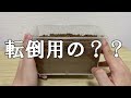 【産卵セット】爆産なるか？デハーンホソアカクワガタの飼育にチャレンジ！！【カブトムシ・クワガタ】