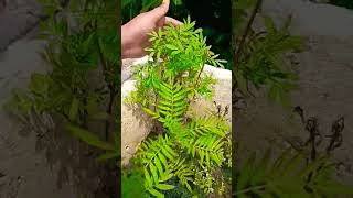 ଏବେଠୁ ଗେଣ୍ଡୁ ଫୁଲ ହେଲାଣି #plantgrowingtips