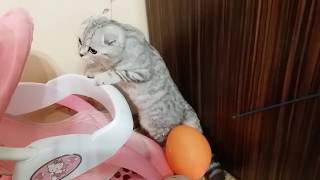 Кошка просит поиграть 🐱 Шотландская вислоухая кошка Коты и Кошки Скоттиш фолд