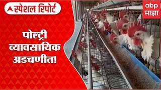 Nandurbar Poultry Special Report : पोल्ट्री व्यावसायिक अडचणीत! कोंबड्यांचं खाणं महागलं