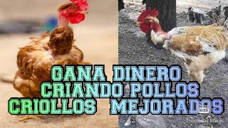 EMPIEZA UN NEGOCIO CON POLLOS CRIOLLOS MEJORADOS
