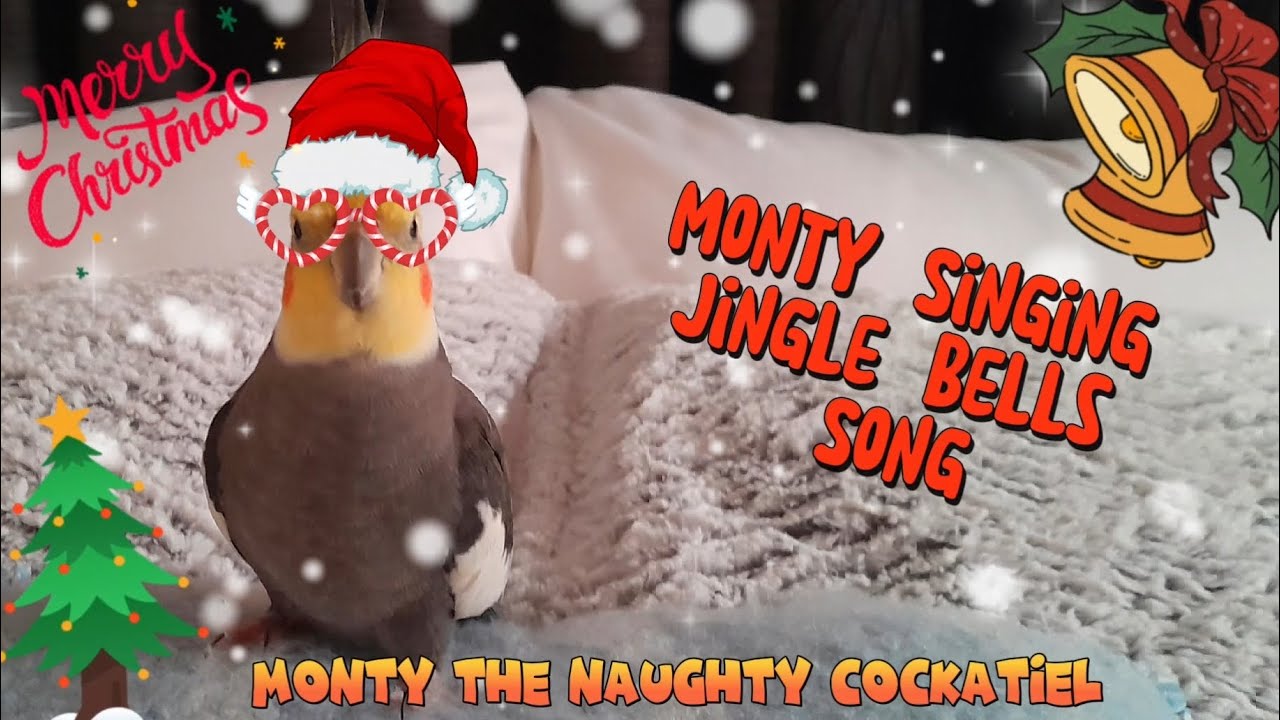 Monty The Naughty Cockatiel Singing Jingle Bells Song Viral Monty