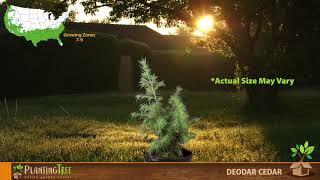 Deodar Cedar | Deodar Cedar Tree | PlantingTree™