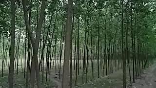 Green and eye catching forest, hundred and thousands of trees, beautiful scene of charsadda.