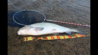 #淀川の草魚釣り\u0026鯉釣り:7月の釣果：草魚；2匹:鯉：３匹：ナマズ：二種類💖💖💖音声：大阪府府民の森のセセラギの音