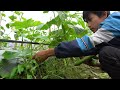 orphan boy’s morning routine cleaning up and harvesting cucumbers to sell