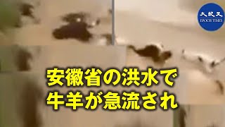 洪水で家畜や家禽が流され、安徽省の多くの畜産場は壊滅した